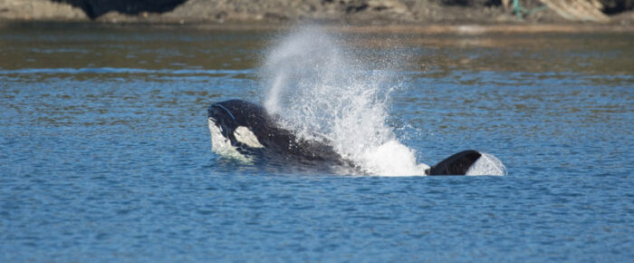 Biggs/Transient Orcas T60’s plus T2B circle Stuart Island