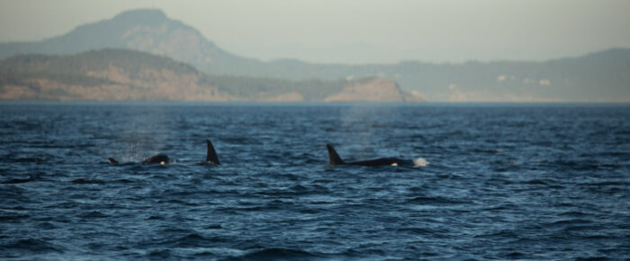 Minke whale on Salmon Bank, a pod of Orcas, and a sunset sail