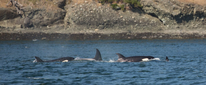 Orcas T35A’s and T38A’s in Presidents Channel