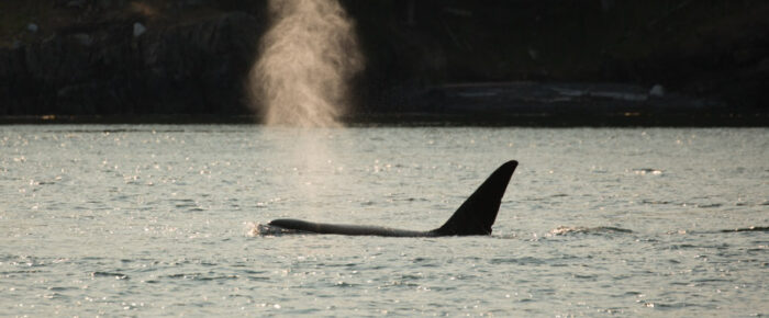 Minke whale, Sea otter and Orcas, T137’s