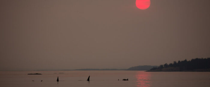 Biggs/Transient Orcas T60’s and T2B with a hot pink sun