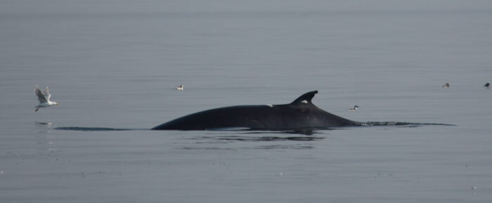 Minke whale ‘Trotsky II’ on Salmon Bank