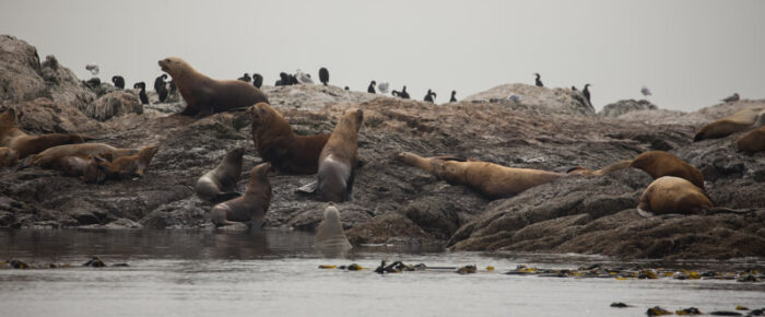 Wildlife cruise to Salmon Bank