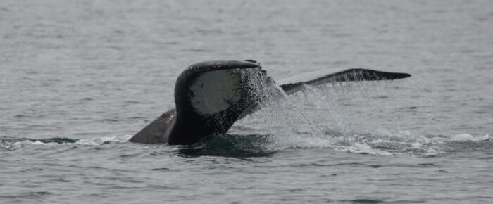 Humpback Whale BCZ0414 “Zephyr”passes Friday Harbor and a sail near S. Lopez