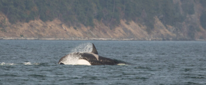 Orcas T34’s and T37’s southbound towards Sinclair Island