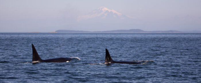 Biggs/Transient orcas T60D and T60E by Pender Island