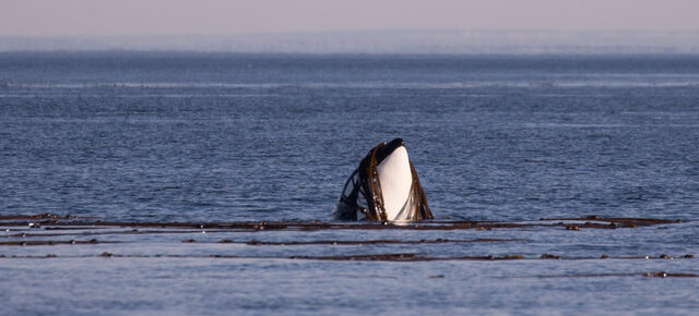 Minke whales followed by Biggs Orcas T60D & T60E