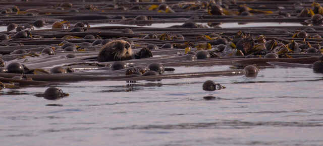 Sail around Lopez, a rare sea otter, and a Minke near Turn Rock