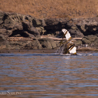 Humpback whale off False Bay playing with kelp