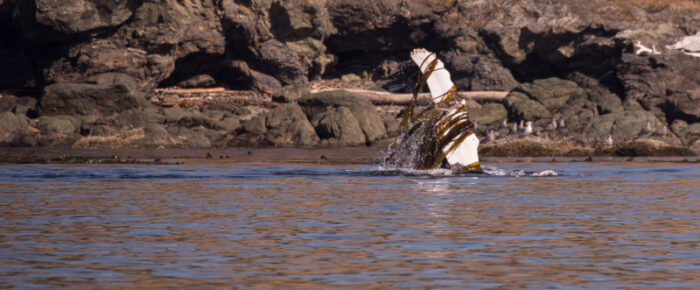 Humpback whale off False Bay playing with kelp