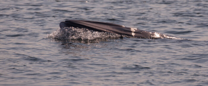 Minke Whale near Pear Pt and Southern Resident J Pod Orcas