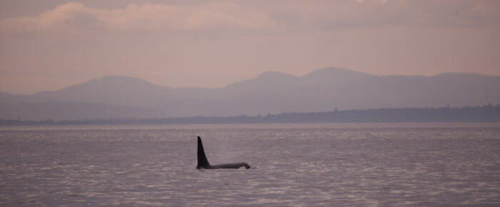 Views of J Pod and a Minke whale