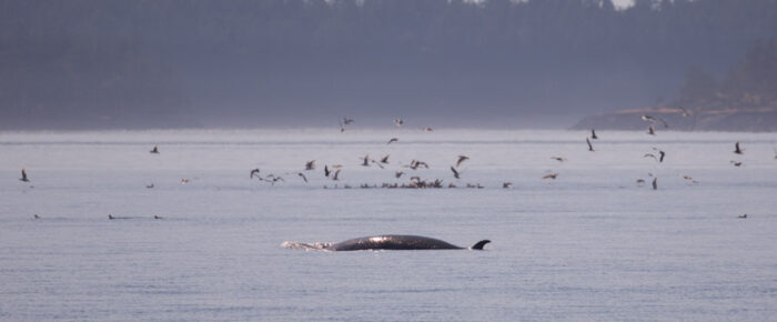 Minke Whale off Sandy Pt