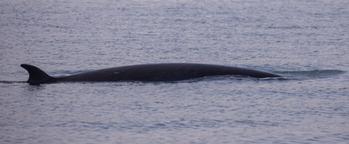 Minke whale by Turn Island