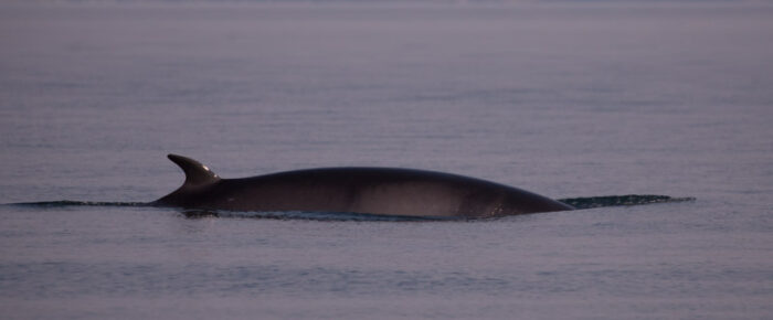 Multiple Minke Whales on Middle Bank