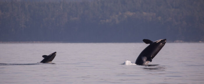 Biggs orcas T49A2 with T49C and Southern Resident J Pod Orcas