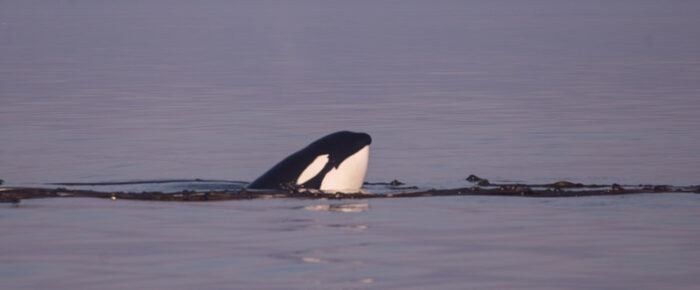 Orcas, a minke whale, falcons and more