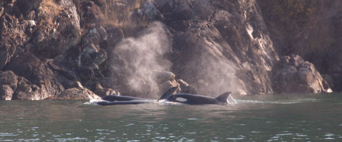 Biggs/Transient Orcas T36’s inter-island