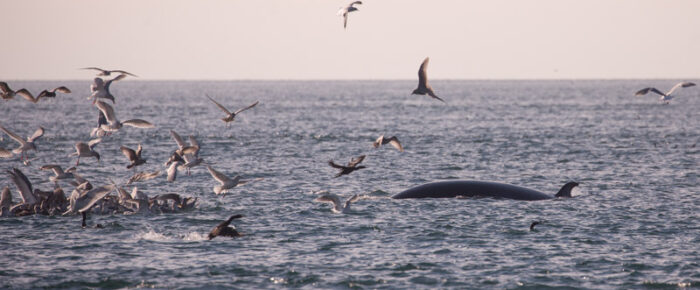 Eagles, Sea Lions and a Minke Whale