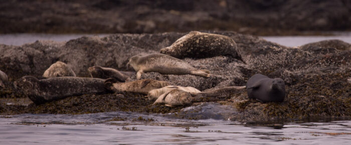 Two black matte naked seals