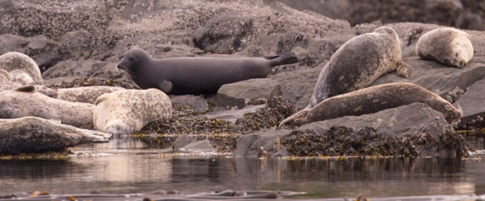 Sea otter, two naked seals, Minke whales and more