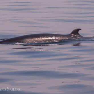 Minke whales on Salmon Bank