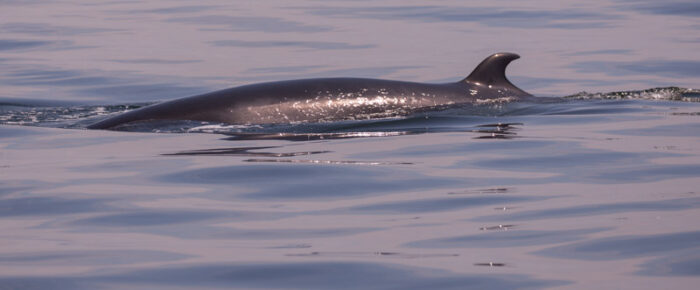 Minke whales on Salmon Bank