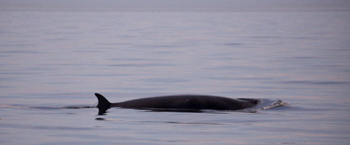 Multiple Minke whales on Salmon Bank