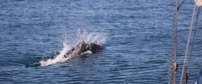 Incredible sail with Minke whales, Southern Resident Orcas, Dalls Porpoise and more