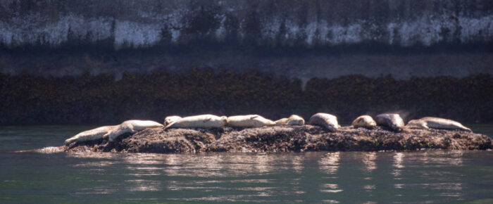 Flattop, Skipjack, Bare, Waldron and Orcas Islands