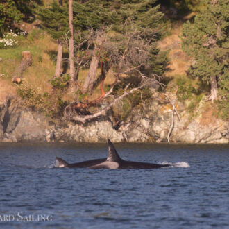 Eagle paloolza on Low Island and orcas T65B’s