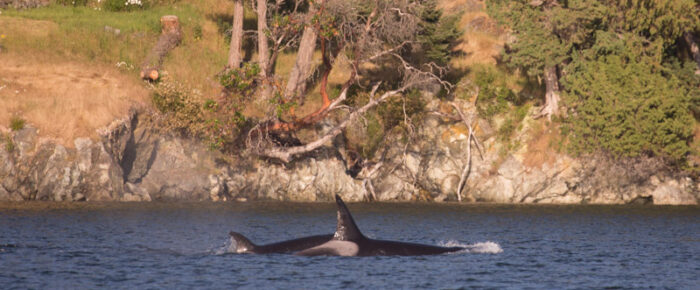 Eagle paloolza on Low Island and orcas T65B’s