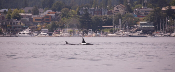 Orcas T65B’s pass Friday Harbor, Bald eagle chick, Harbor porpoise with collapsed dorsal fin