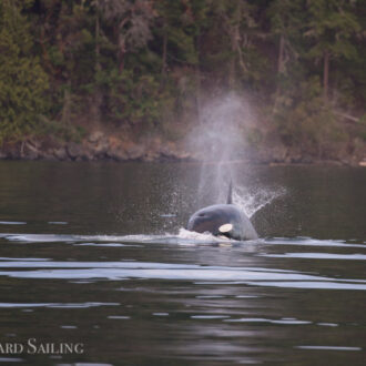 Orcas T65B’s and the sunset