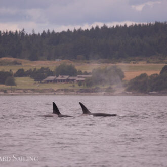 Orcas T49A2 and T65A3 in San Juan Channel