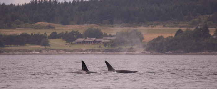 Orcas T49A2 and T65A3 in San Juan Channel