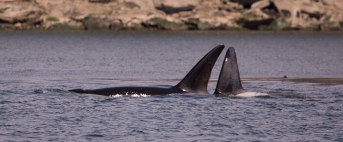 Orcas T49A2 and T65A3 hunting by Boat Pass