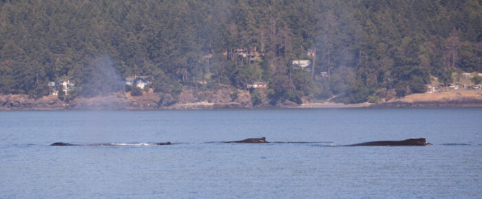 Humpbacks and Minke Whales