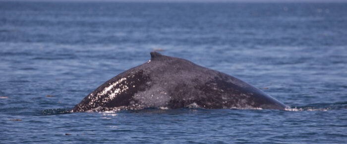 Humpback whale BCX1965 near Salmon Bank