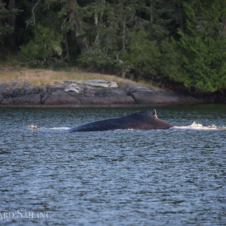 Sunset sail with Humpback whale BCX1640 “Bond”