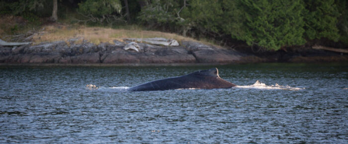 Sunset sail with Humpback whale BCX1640 “Bond”