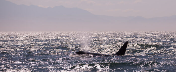 Orcas T34’s, T37’s, T60’s and T2B near Port Townsend