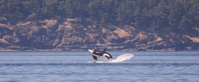 Southern Resident J Pod Orcas in Boundary Pass