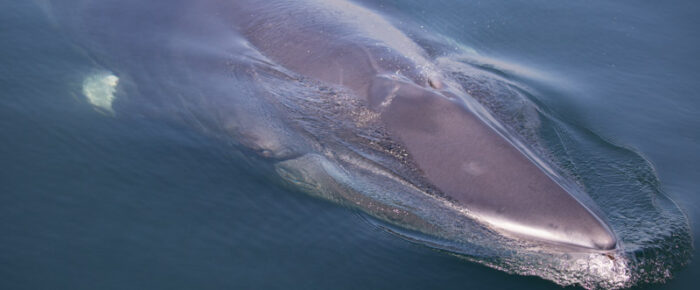 Spectacular Minke Whale encounter