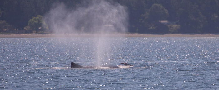 Humpback whale BCX1640 “Bond” outside Friday Harbor and Brown Pelican sighting