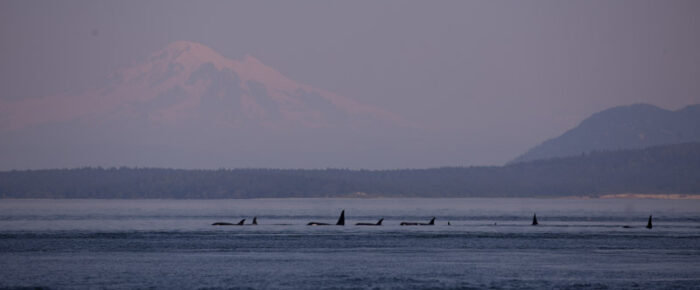 Southern Resident J Pod Orcas at Turn Pt