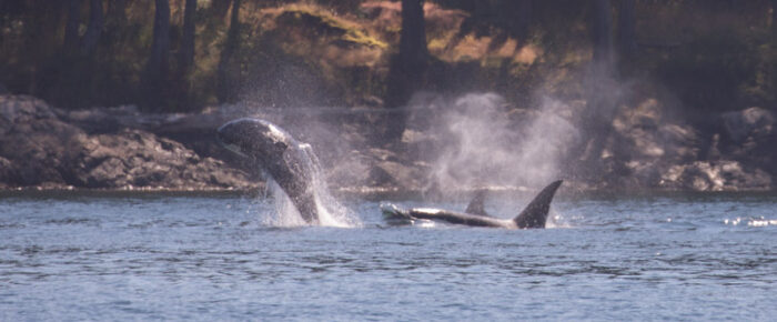 Minke whale on Salmon Bank and Orcas T37A’s in Griffin Bay