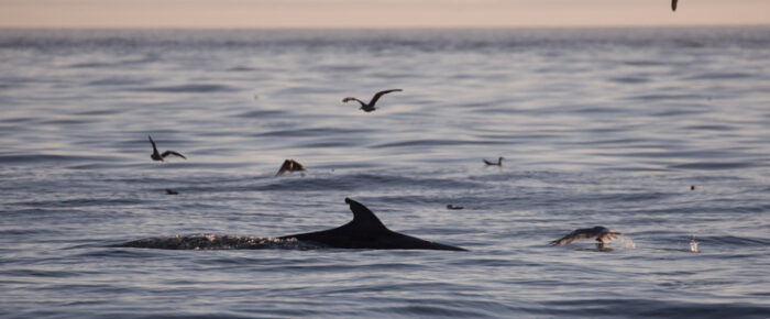 Minke whale “Trotsky II” and a sunset sail