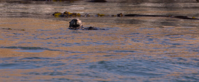 Minke on Salmon Bank, sail around Lopez and Sea Otter at Bird Rocks