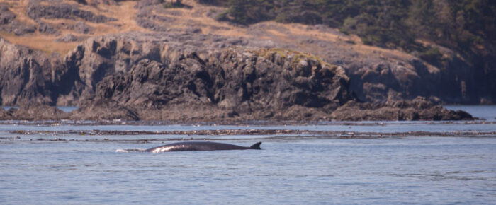 Minke Whale circles Swirl Rocks